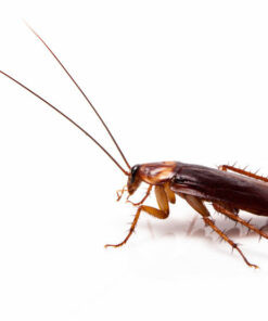 Insectes