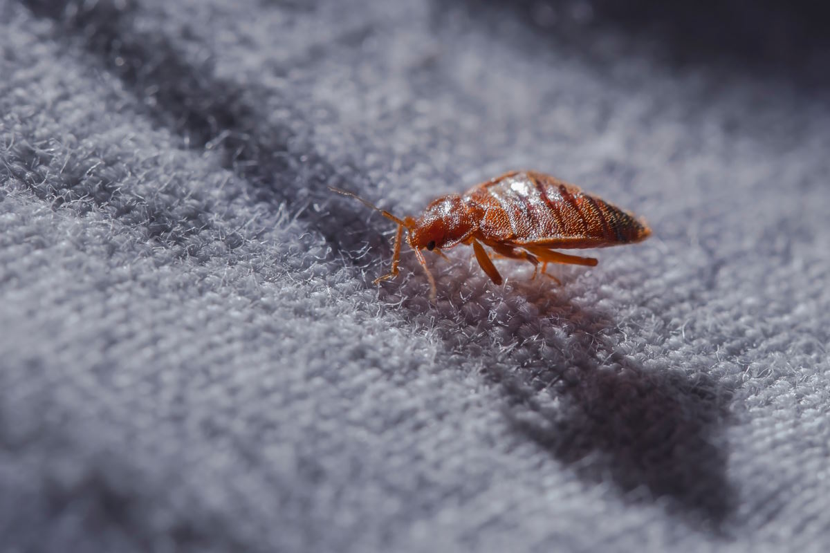 Punaise de lit Cimex lectularius at night in the moonlight on a bed lin sur de la moquette